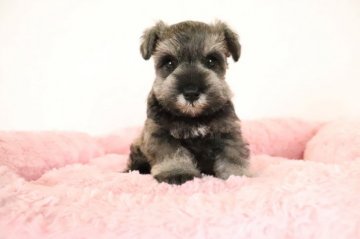 ミニチュアシュナウザー【群馬県・女の子・2022年1月27日・ソルト&ペッパー】の写真「小振りでとっても愛らしいお顔の女の子」