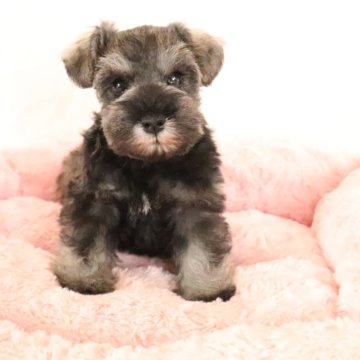 ミニチュアシュナウザー【群馬県・男の子・2023年12月20日・ソルト&ペッパー】の写真「綺麗なカラーのぱっちりお目目の可愛い女の子」