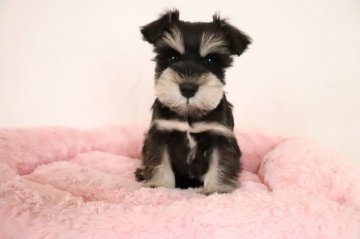 ミニチュアシュナウザー【群馬県・男の子・2022年1月2日・ブラック&シルバー】の写真「とっても可愛いお顔の男の子」