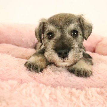 ミニチュアシュナウザー【群馬県・女の子・2024年4月2日・ソルト&ペッパー】の写真「綺麗なカラーのぱっちりお目目の可愛い女の子」