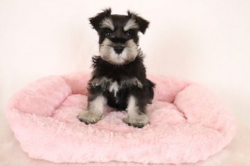 ミニチュアシュナウザー【群馬県・男の子・2022年1月2日・ブラック&シルバー】の写真「とっても可愛いお顔の男の子」