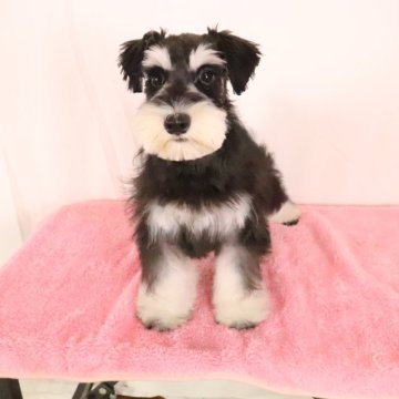 ミニチュアシュナウザー【群馬県・女の子・2024年3月22日・ブラック&シルバー】の写真「綺麗なカラーのぱっちりお目目の可愛い女の子」