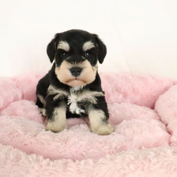 ミニチュアシュナウザー【群馬県・男の子・2022年4月26日・ブラック&シルバー】の写真「綺麗なカラーの愛らしいお顔の男の子」