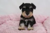 ミニチュアシュナウザー【群馬県・女の子・2018年9月8日・ブラック&シルバー】の写真1