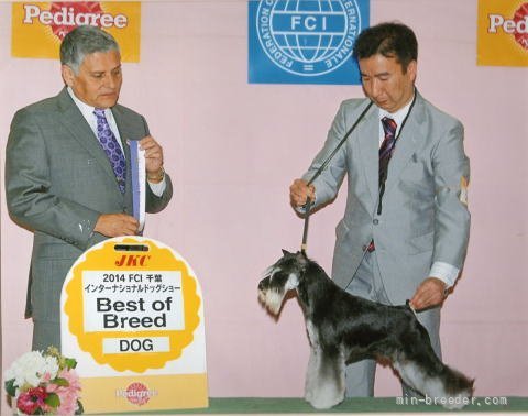 ミニチュアシュナウザー【・男の子・2012年6月15日・ブラック＆シルバー】