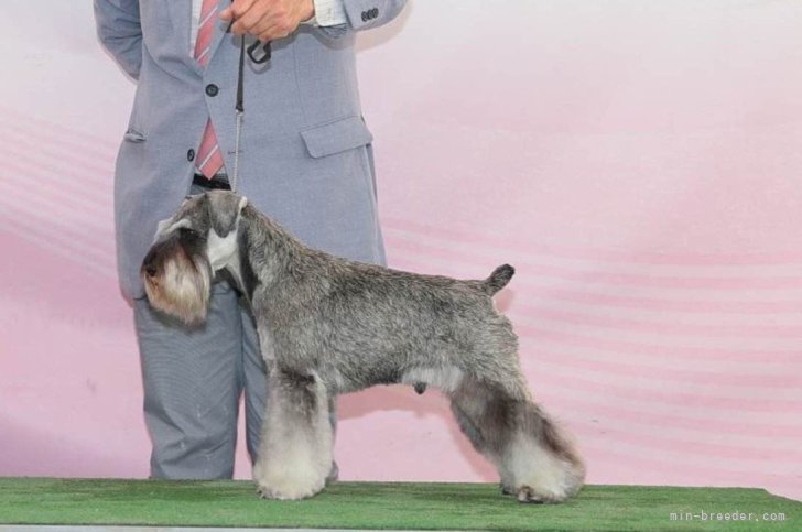 ミニチュアシュナウザー【・男の子・2022年1月27日・ソルト＆ペッパー】