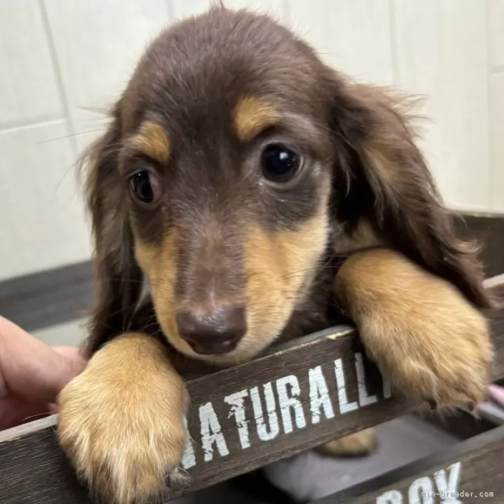ID:2410-00669の子犬