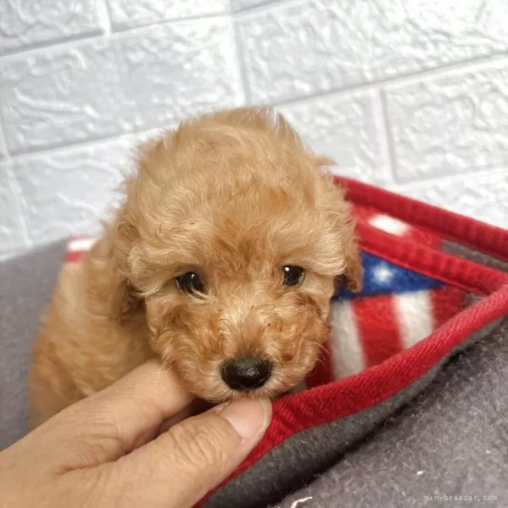 タイニープードル【広島県・男の子・2025年9月17日・レッド】の写真1