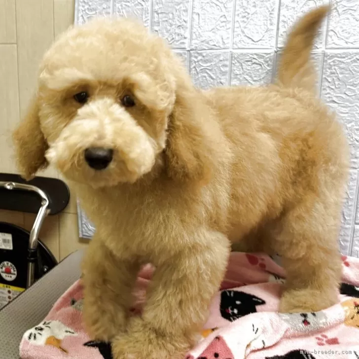 ID：2503-00793の子犬