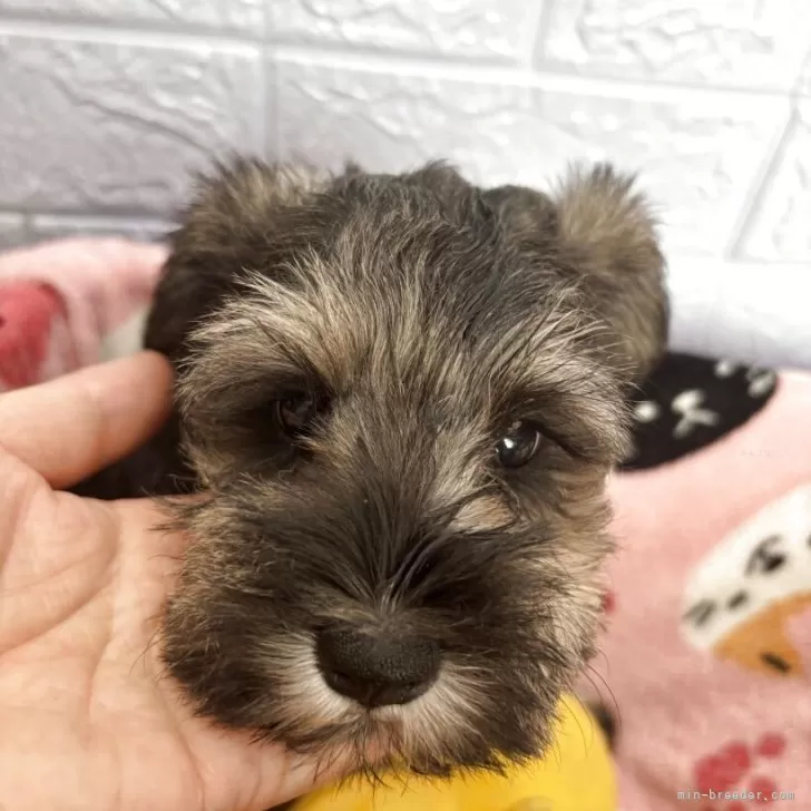 ID：2507-02190の子犬