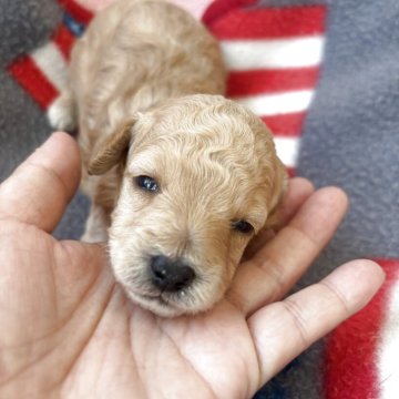 タイニープードル【広島県・男の子・2025年9月24日・クリーム】の写真「可愛くなります♥️」