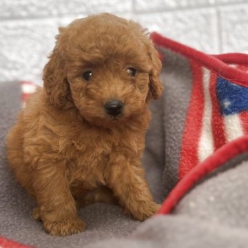 タイニープードル【広島県・男の子・2025年9月17日・レッド】の写真「3兄弟　可愛くなります♥️」