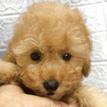 タイニープードル【広島県・男の子・2025年9月17日・アプリかクリーム】の写真「可愛くなります♥️」