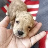 タイニープードル