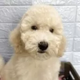 スタンダードプードル