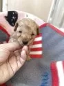 タイニープードル【広島県・男の子・2025年9月17日・レッド】の写真3