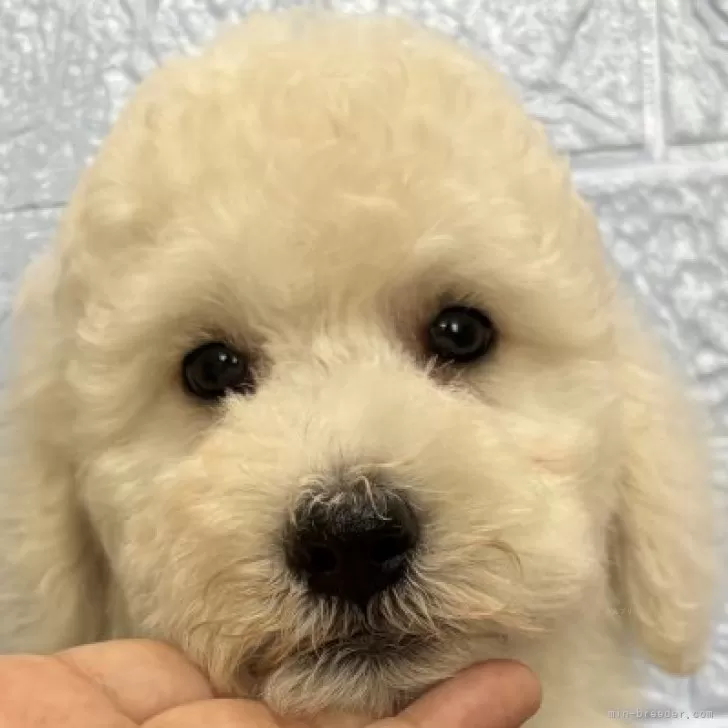 ID：2409-01739の子犬