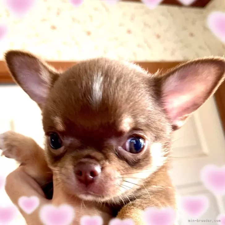 ID：2411-06891の子犬