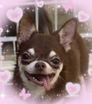 チワワ(スムース)【宮崎県・男の子・2018年10月10日・チョコレート&クリーム】の写真「小さ目ボディの穏やか君💕良い子」