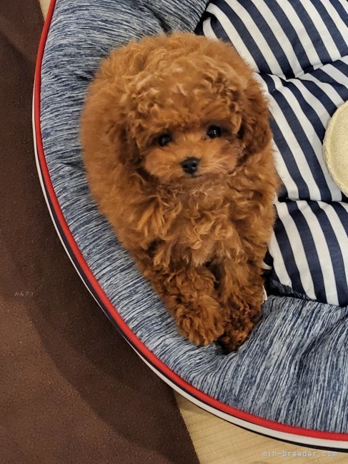 ステラちゃん　父恋太郎君　母ミルキーちゃん｜永田　佳美(ながた　よしみ)ブリーダー(千葉県・トイプードル・JKC登録)の紹介写真9