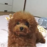 ティーカッププードル【千葉県・女の子・2025年6月25日・レッド】の写真2