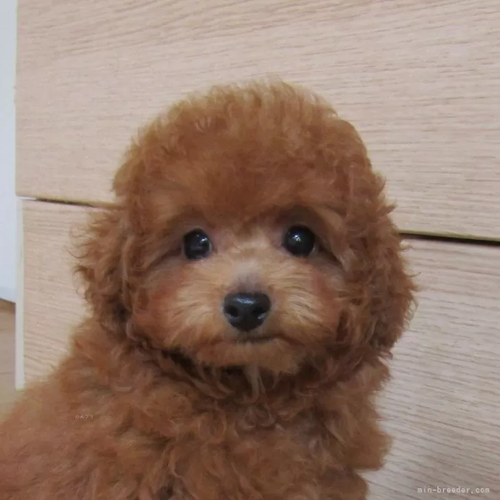 タイニープードル【千葉県・男の子・2025年8月7日・レッド】の写真1「可愛いスマイル君♪」