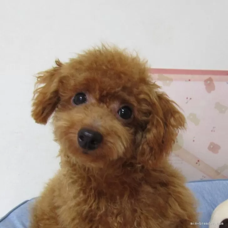 ID：2506-02282の子犬