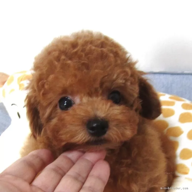 ID：2504-01403の子犬