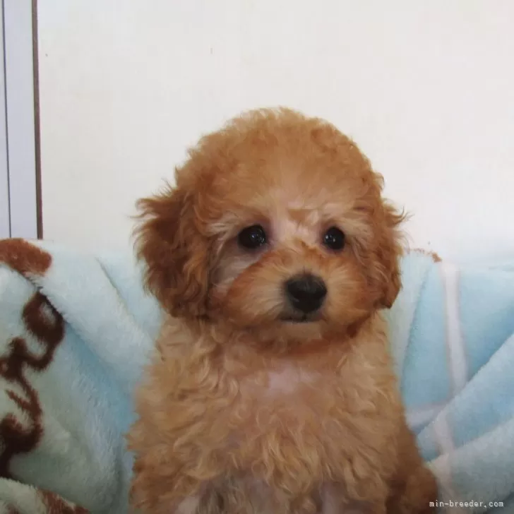 ID:2501-07918の子犬