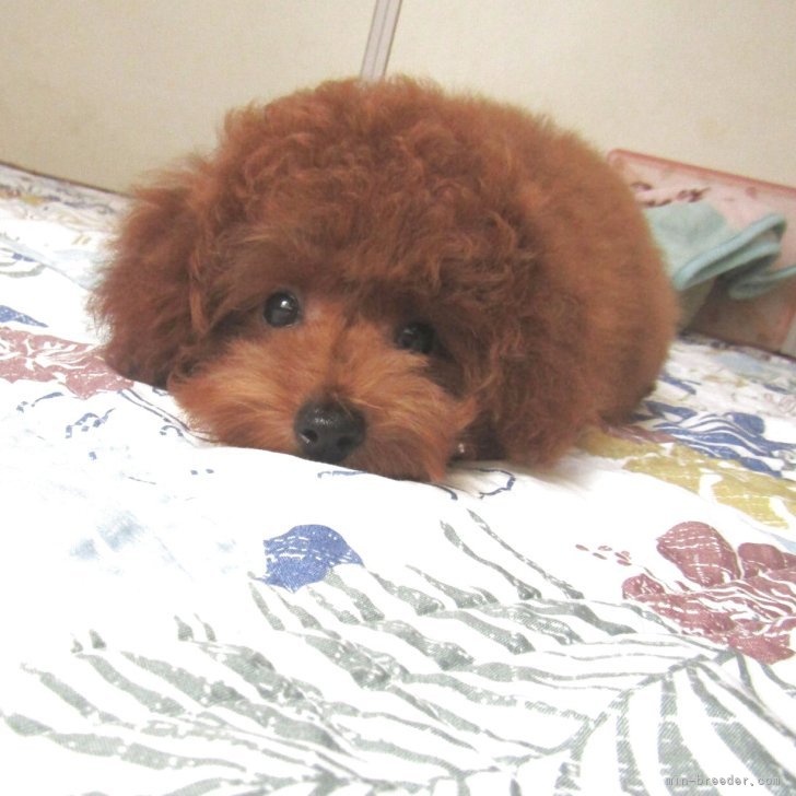 ブリーダー画像