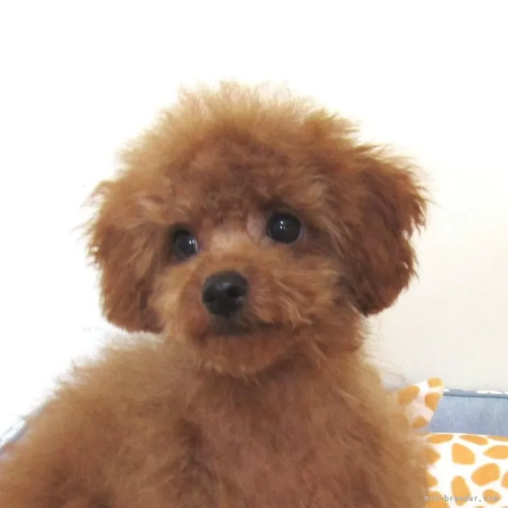 ID：2505-05635の子犬