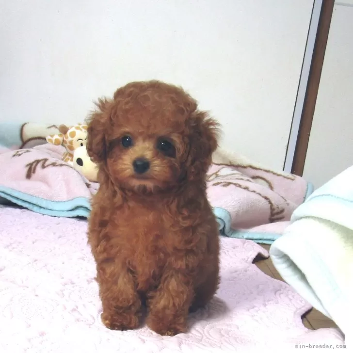 ID：2501-06104の子犬