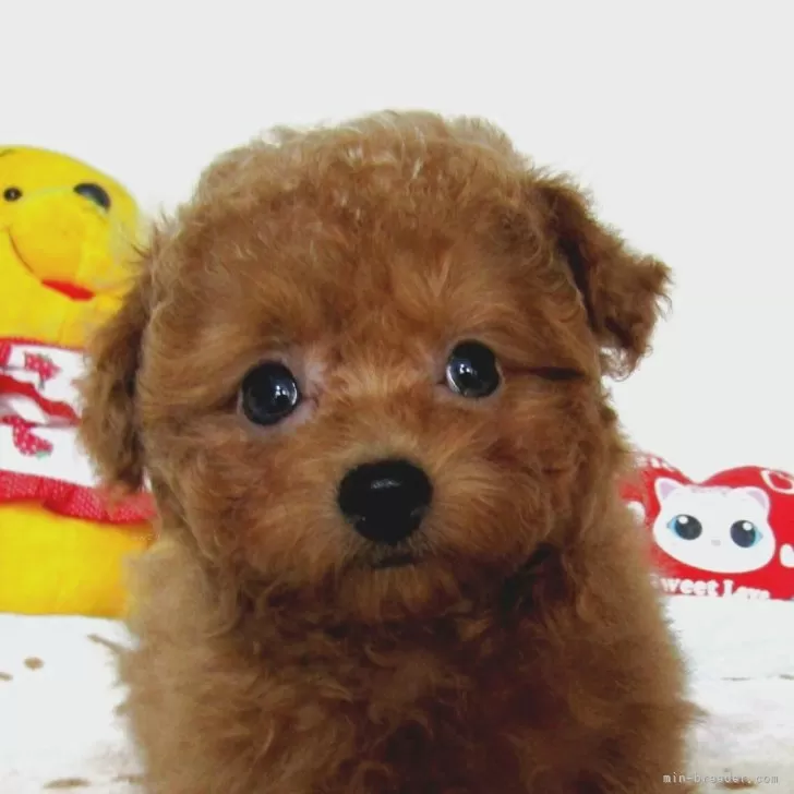 ID:2504-00868の子犬