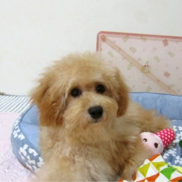 トイプードル(トイ)【千葉県・男の子・2025年4月15日・アプリコット】の写真「頭も良くマッタリ系で無駄吠えしない優しいイケメン君」