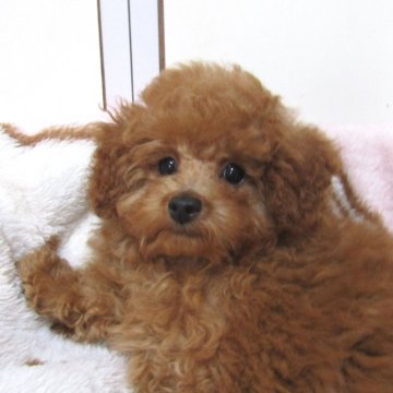 トイプードル(タイニー)【千葉県・女の子・2024年9月16日・レッド】の写真「お鼻が短い美人さん」