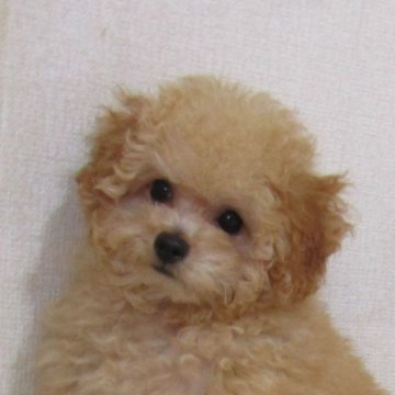 トイプードル(タイニー)【千葉県・男の子・2024年8月3日・アプリコット】の写真「綺麗な毛色のクリクリお目目のイケメン君」