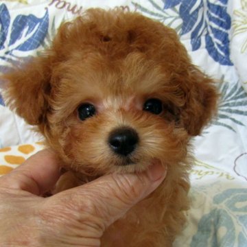 トイプードル(ティーカップ)【千葉県・女の子・2025年6月4日・アプリコット】の写真「お鼻が短いとびっきり可愛いベビーフェイスちゃん」