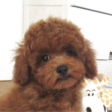 トイプードル(トイ)【千葉県・男の子・2025年6月21日・レッド】の写真「穏やか系の性格のイケメン君」