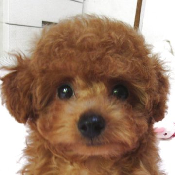 トイプードル(タイニー)【千葉県・男の子・2025年3月11日・レッド】の写真「直ぐに遊びに連れて行けるまん丸お目目のイケメン君」