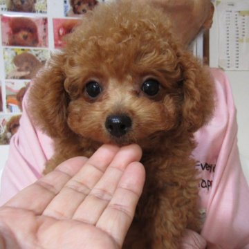 トイプードル(タイニー)【千葉県・女の子・2024年9月2日・レッド】の写真「大きなパッチリお目目の美人さん」