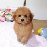 タイニープードル