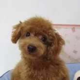 タイニープードル
