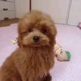 タイニープードル