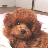 タイニープードル