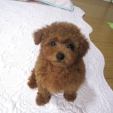トイプードル(タイニー)