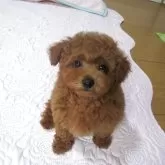 タイニープードル