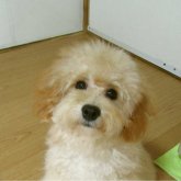 トイプードル(トイ)