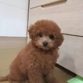 タイニープードル【千葉県・男の子・2025年8月7日・レッド】の写真4