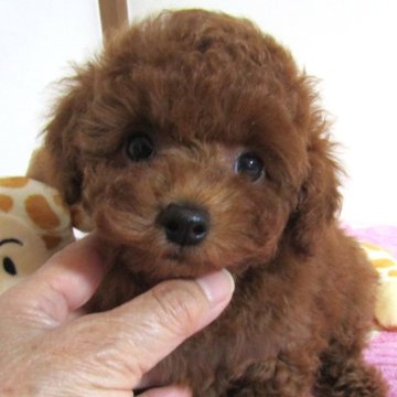 トイプードル(タイニー)【千葉県・女の子・2023年11月1日・レッド】の写真「お鼻が短い可愛らしいお目目の美人さん」