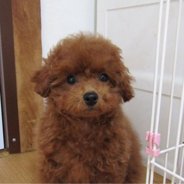 トイプードル(タイニー)【千葉県・男の子・2023年11月1日・レッド】の写真「直ぐにお散歩が出来る優しいお顔立ちのイケメン君」
